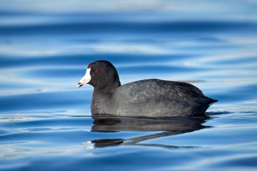 An American Coot water bird swims in the water at Saltese Flats in eastern Washington.