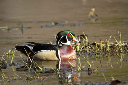 A colorful male wood duck swims in the wetlands in Hauser, Idaho