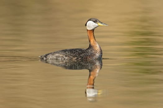 A pretty red-necked grebe swims in the calm reflective water of Fernan Lake in north Idaho.