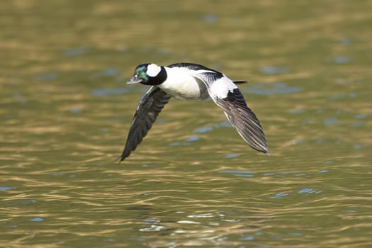 A male bufflehead duck flies low just above the water of Fernan Lake in north Idaho.