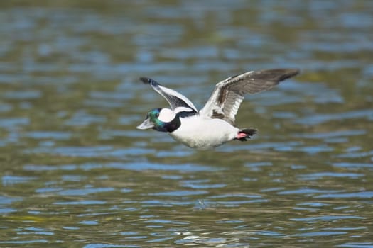 A male bufflehead duck flies low just above the water of Fernan Lake in north Idaho.