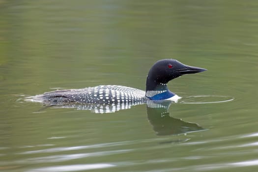A close up side profile of a common loon swimming in Fernan Lake in Coeur d'Alene, Idaho.