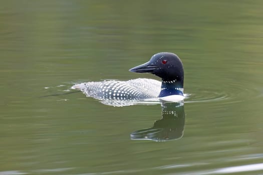 A common look swimming in Fernan Lake looks to the opposit side in Coeur d'Alene, Idaho.