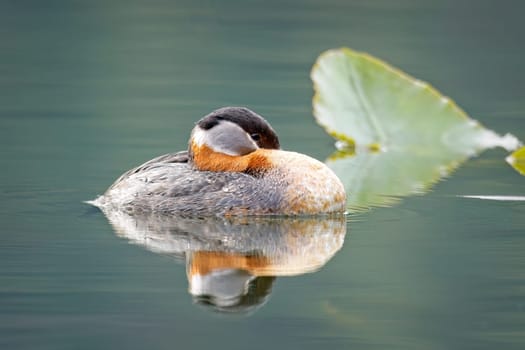 A pretty red-necked grebe rests among the lily pads and casts a relfection on the calm Fernan Lake in Coeur d'Alene, Idaho.