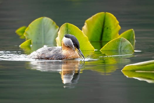 A pretty red-necked grebe looks for food among the lily pads on Fernan Lake in Coeur d'Alene, Idaho.