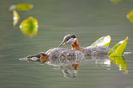 A red-necked grebe couple prepares to mate at Fernan Lake in north Idaho.