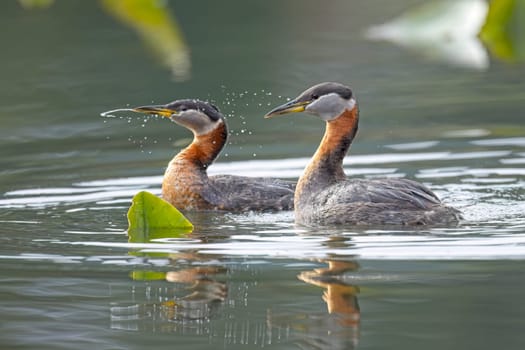A grebe couple just finished mating and the female is shaking off the water in a lake in north Idaho.