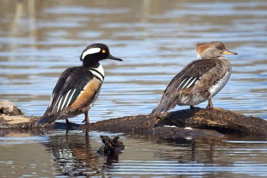 A hooded merganser couple perches on a log partly submerged in the posd in Hauser, Idaho.