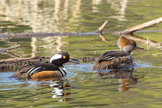 A beautiful hooded merganser couple swims in calm pond water near Hauser, Idaho.