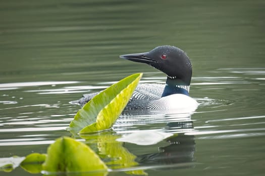 A common loon swims by a lily pad in Fernan Lake near Coeur d'Alene, Idaho.