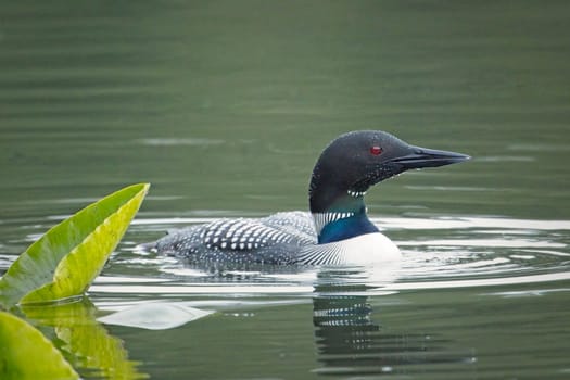 A common loon swims by a lily pad in Fernan Lake near Coeur d'Alene, Idaho.