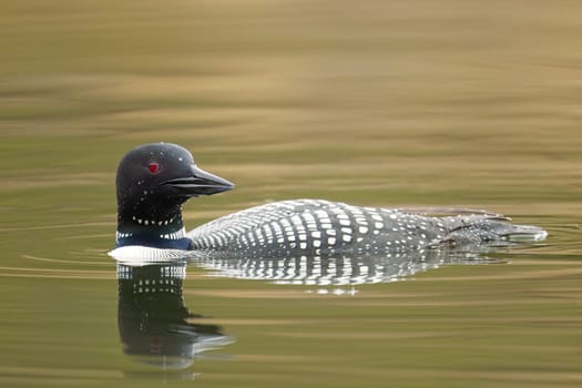 A common look swimming in Fernan Lake looks to the opposit side in Coeur d'Alene, Idaho.