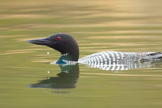 A common loon has a water drop from its bill after diving in the Fernan Lake in Coeur d'Alene, Idaho.