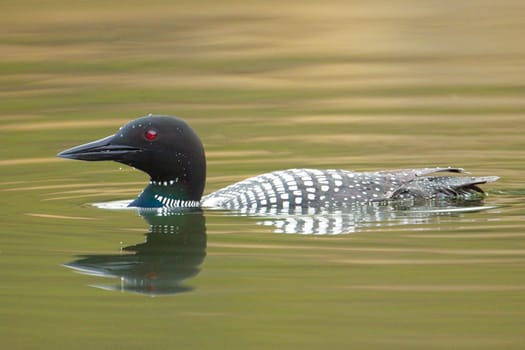 A close up side profile of a common loon casting a reflection while swimming in Fernan Lake in Coeur d'Alene, Idaho.