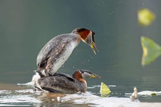 A red-necked grebe male and female mates with each other on a log in a lake in north Idaho.