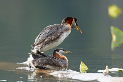 A red-necked grebe male and female mates with each other on a log in a lake in north Idaho.