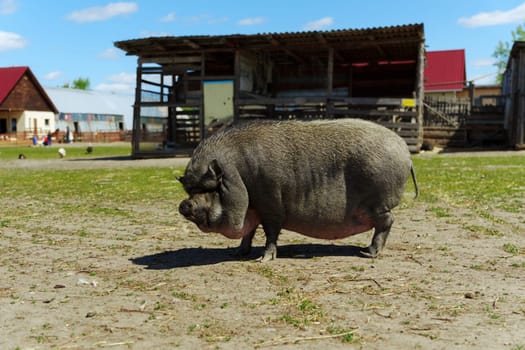 Black piglet, with its head lowered, walks across a dirt path at a farm.