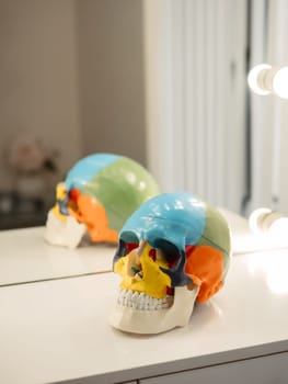 Anatomy of human skull model painted in different colors in office of osteopath kinesiologist. Visual for social media account of physician therapist, surgeon, kinesiologist or osteopath