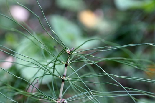 horsetail Equisetum close-up, macro photography.