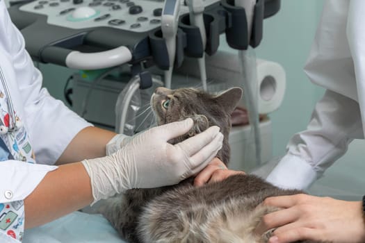 close up female hands in a medical gloves examines a cat in the office. animal or pets care concept. soft focus