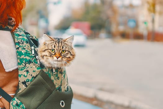 Tabby cat in a bag. A cat walks in a green backpack, looking out of it, walking with a cat in the Park on a summer day. Backpack carrying case Cat.