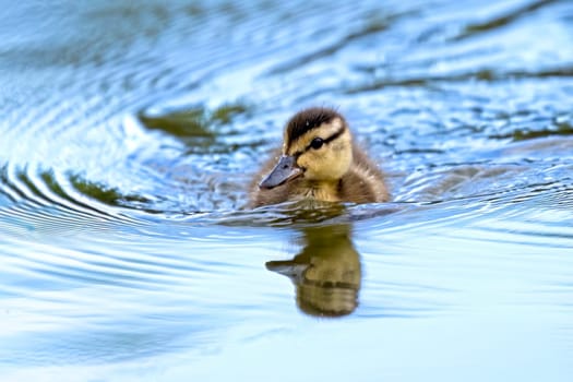 A cute baby duckling swims in the small calm pond at Manito Park in Spokane, Washington.