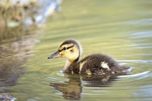 A cute baby duckling swims in the small calm pond at Manito Park in Spokane, Washington.