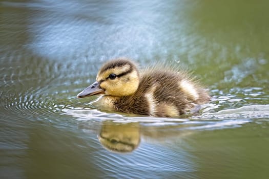 A cute baby duckling swims in the small calm pond at Manito Park in Spokane, Washington.