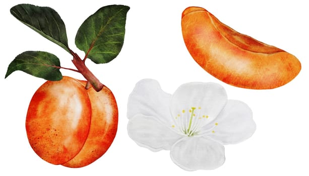 Apricot watercolor. Juicy realistic set hand drawing of ripe fruit. Clip art on isolated white background. Ideal for logo, tags, stickers for natural food and cosmetics stores. High quality photo