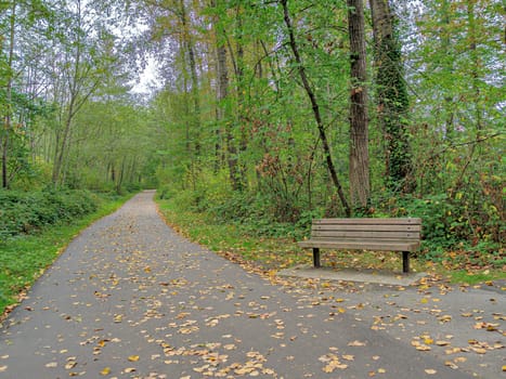 Earlier autumn in the park. Paved pathway with wooden bench on side.