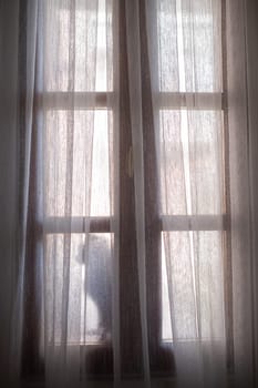silhouette of a cat sitting on windowsill, early mornings