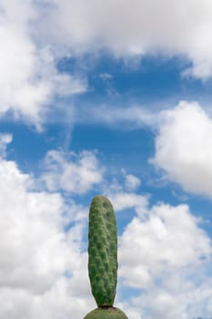 Prickly pears (Opuntia ficus-indica) or indian figs