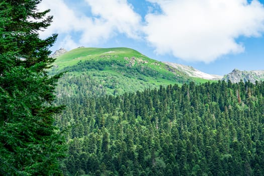 A drone flies over a mountain valley in the Caucasus Mountains. The valley is filled with green trees and a winding river. In the distance, a snow-capped peak rises above the valley.