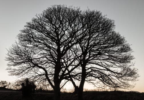 Bare tall trees in winter stands at sunset in sillouette against a cloudy sky of blue. Copy space, Selective focus.