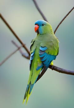 Warm Vibes and Bright Tones: Capturing the Malabar Parakeet in the Western Ghats