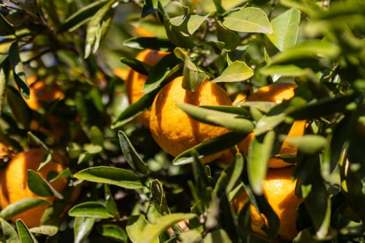 Background with fresh and natural orange plant. Wallpaper for natural products, supplements and diets.Orange plant with fruits on a sunny day.