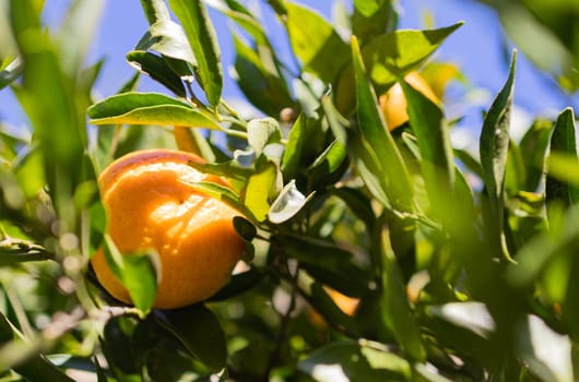 Horizontal close-up of orange tree with green leaves and fresh fruits. Background with fresh and natural orange plant. Wallpaper for natural products, supplements and diets.