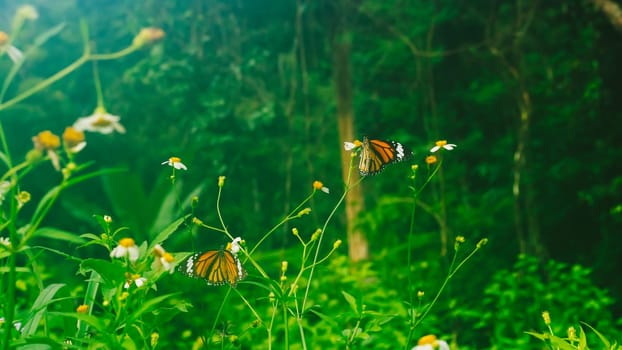 Summer mood background. Energy of Magic wild flora and fauna. Flowers, grass, butterflies.