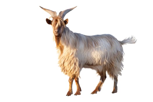 goat with big horns isolated on white background , pet, religion, farm