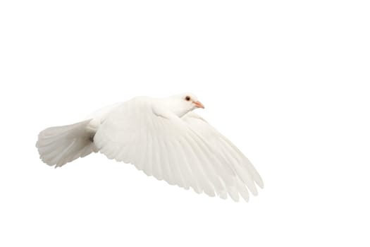 white dove of peace in flight isolated on white background, peace talks, good news