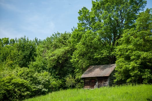 A quaint wooden cabin stands amidst lush green foliage, surrounded by a dense forest, with a serene and rustic ambiance