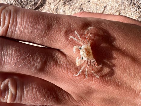 small crab on a hand lit by the afternoon sunlight, baby crab macro photography. High quality photo