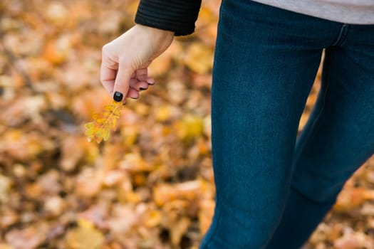 Woman holds yellow oak leaf close-up in hand in fall season - autumn and nature