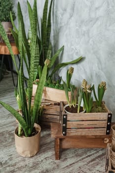 A fragment of the interior with a variety of indoor plants and plaster sculptures. Urban jungle concept. Biophilia design.