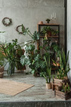 A fragment of the interior with a variety of indoor plants and plaster sculptures. Urban jungle concept. Biophilia design.