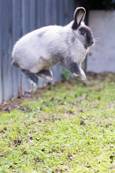 A beautiful lop rabbit against an isolated background of long green grass