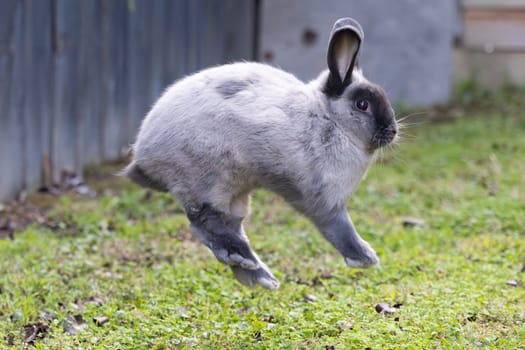 A beautiful lop rabbit against an isolated background of long green grass