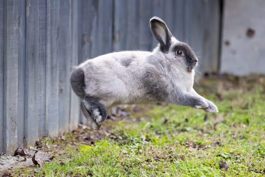 A beautiful lop rabbit against an isolated background of long green grass