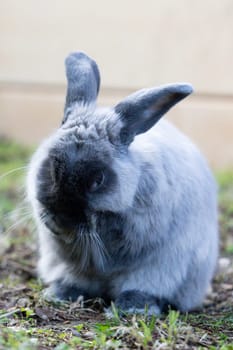 A beautiful lop rabbit against an isolated background of long green grass