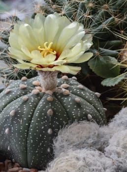 Beautiful yellow flower of Astrophytum asterias (Kabuto cactus) is blooming with Ferocactus echidne as a background. Species of cactus in the genus Astrophytum It has the shape of a ridge that is concave in the middle along the spine. Makes the shape of the tree (form) look like a star, Cactus flower, Succulent Plant, Selective focus.